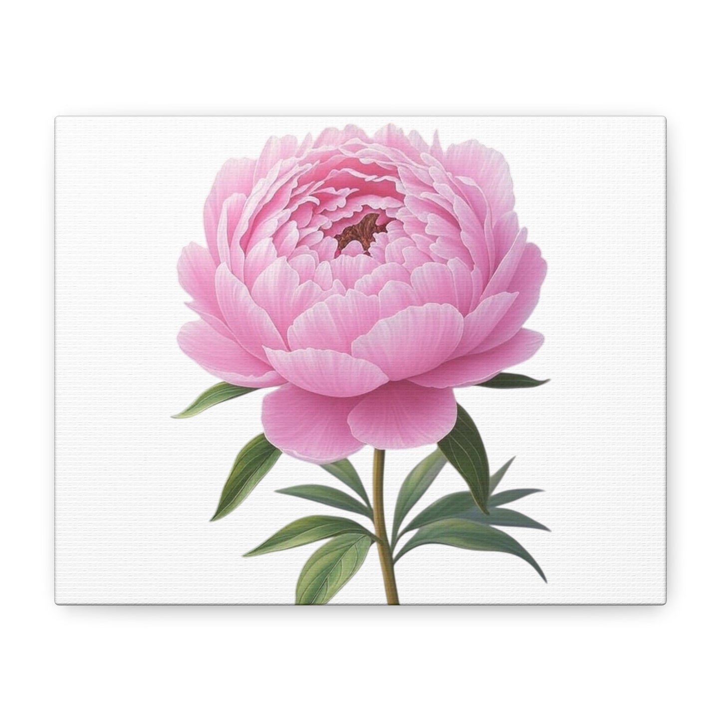 Peony Flower Canvas Wall Art