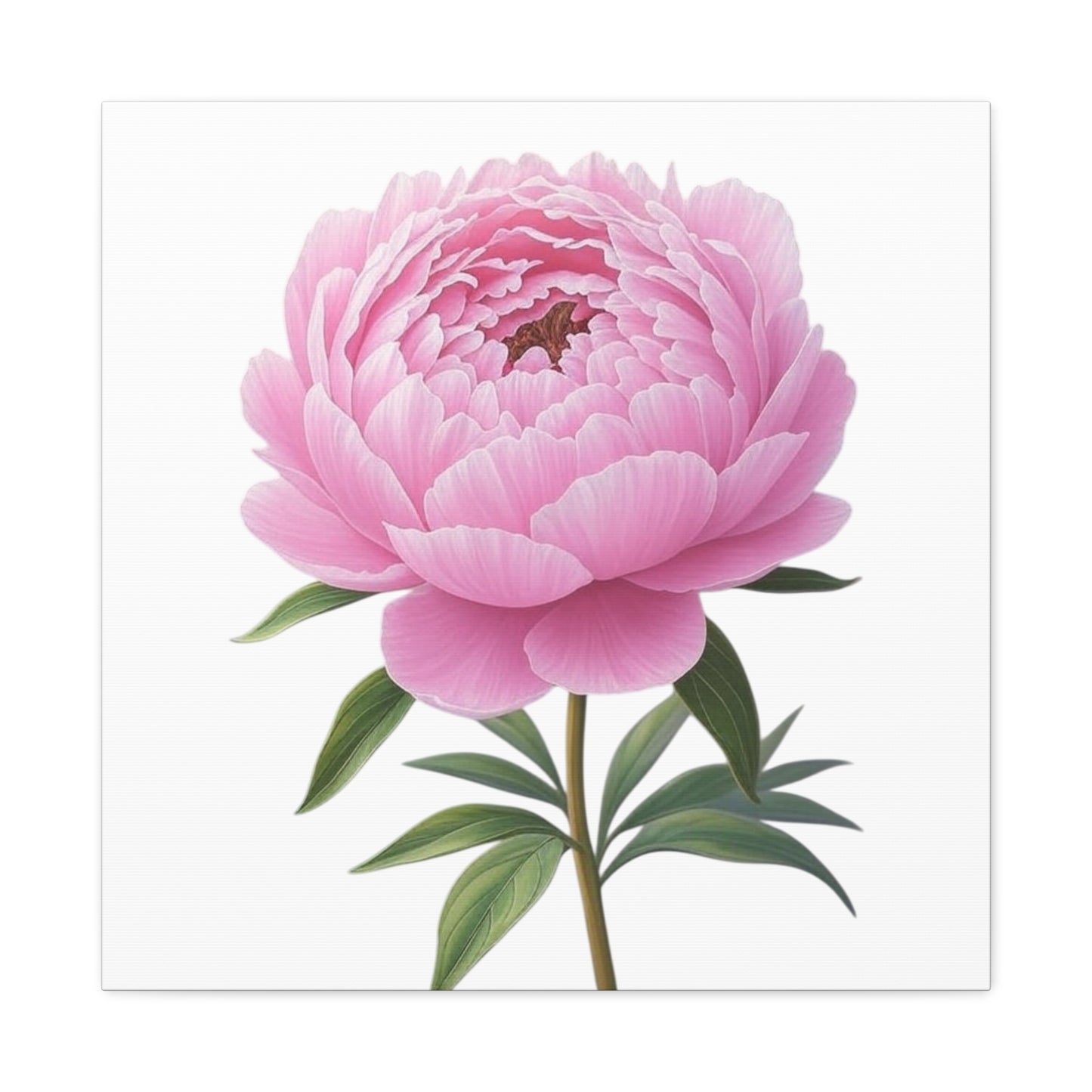 Peony Flower Canvas Wall Art