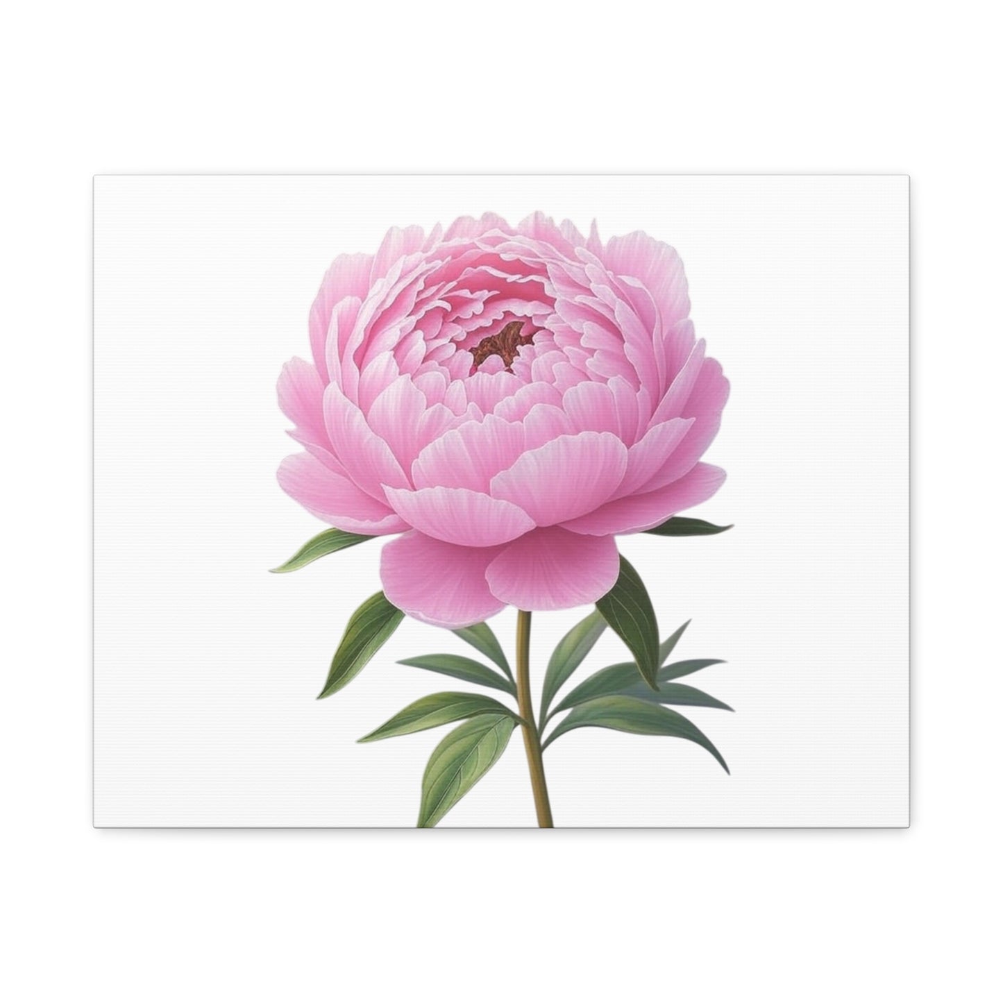 Peony Flower Canvas Wall Art