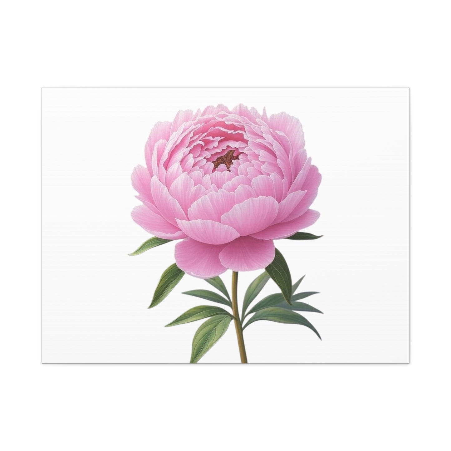 Peony Flower Canvas Wall Art